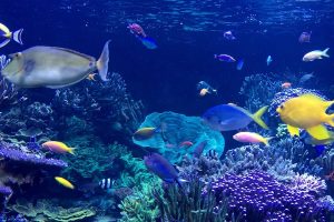 A coral reef with several fish