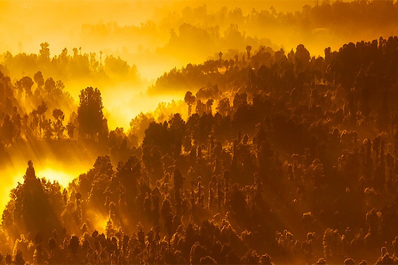 Image of a sunrise over an Indonesian forest