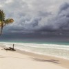 Palm tree on a beach in stormy weather