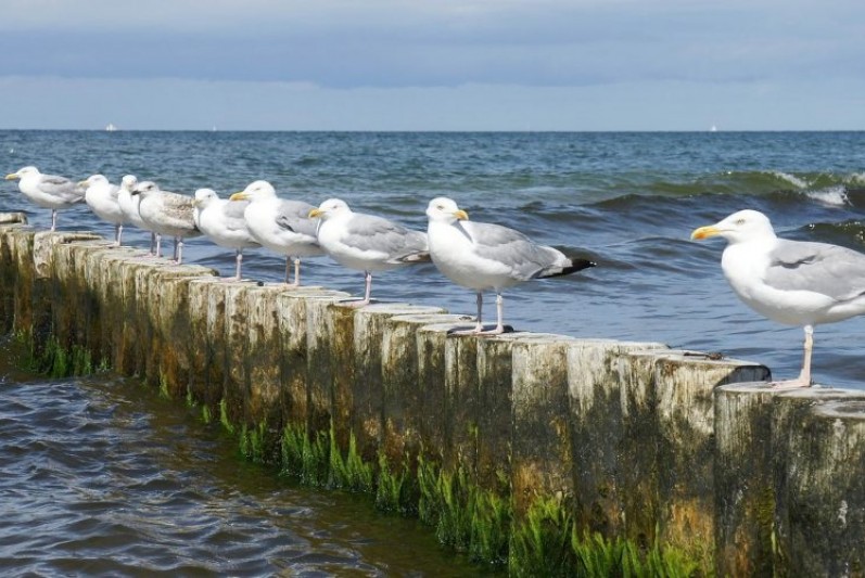 Seagulls on groyne